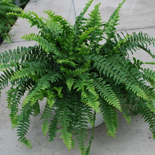 Nephrolepis obliterata Fern Sun from Meadowridge, Inc.