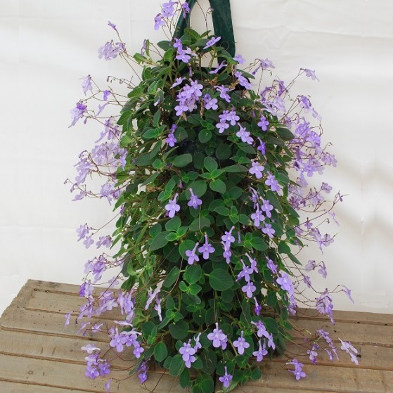 Streptocarpus Saxorum 'Concord Blue' main image 1