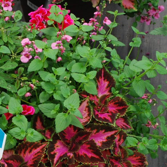 Solenostemon scutellarioides Coleus Main Street Broad St., Fifth Ave