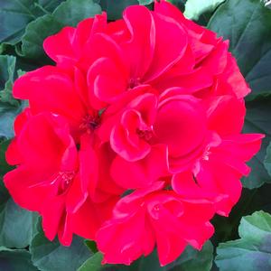 Pelargonium hortorum Geranium - Zonal from Meadowridge, Inc.