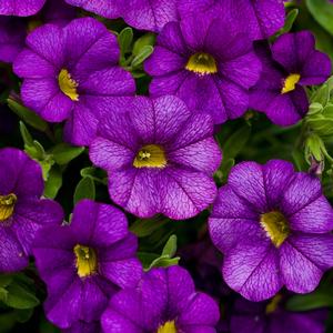 Calibrachoa hybrid Calibrachoa Superbells® from Meadowridge, Inc.