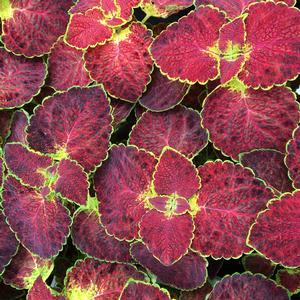 Solenostemon scutellarioides Coleus ColorBlaze® from Meadowridge, Inc.