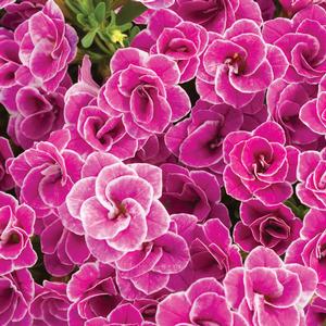 Calibrachoa hybrid Calibrachoa Superbells Double from Meadowridge, Inc.