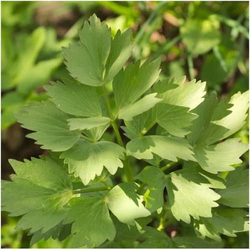 Levisticum officinale Lovage from Meadowridge, Inc.