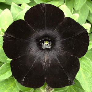 Petunia hybrida Petunia Black Magic & Phantom from Meadowridge, Inc.