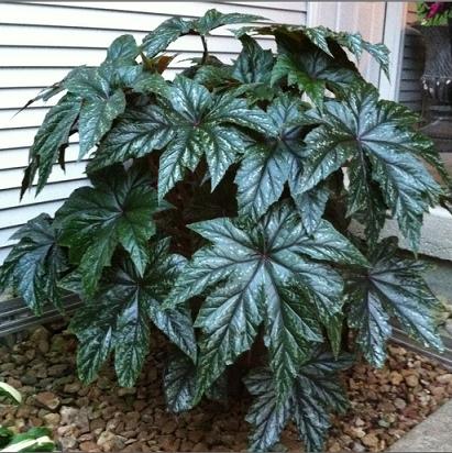 Begonia x hybrida Begonia Gryphon from Meadowridge, Inc.