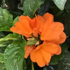 Crossandra infundibuliformis