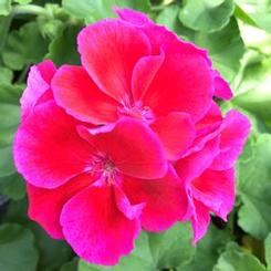 Pelargonium hortorum