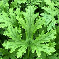 Pelargonium citrosum