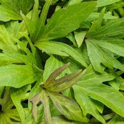 Ipomoea batatas