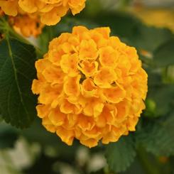 Lantana camara