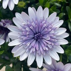 Osteospermum ecklonis