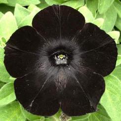 Petunia hybrida