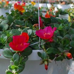 Portulaca hybrid