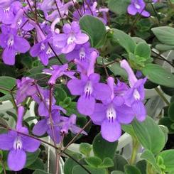 Streptocarpus saxorum