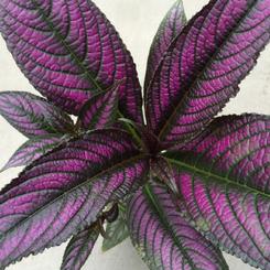 Strobilanthes dyerianus