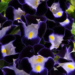 Torenia 