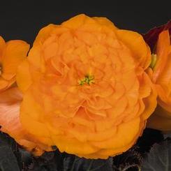 Begonia tuberhybrida