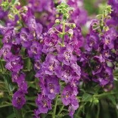 Angelonia angustifolia