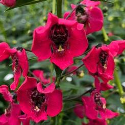 Angelonia angustifolia