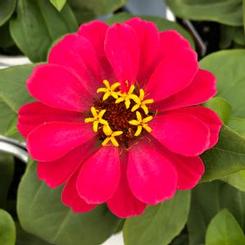 Zinnia elegans