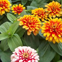 Zinnia elegans