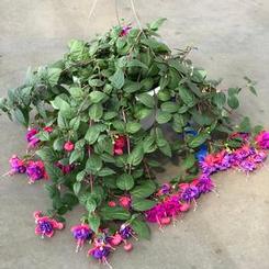 Fuchsia procumbens