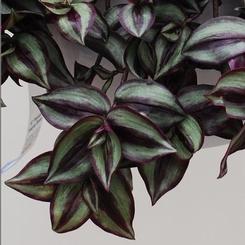 Tradescantia zebrina