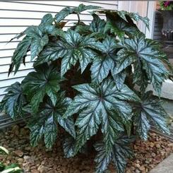 Begonia x hybrida