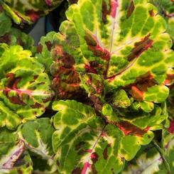 Solenostemon scutellarioides