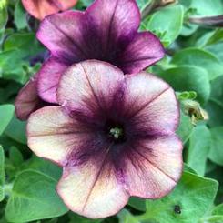 Petunia hybrida