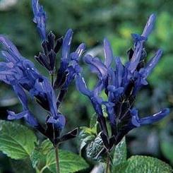 Salvia guaranitica