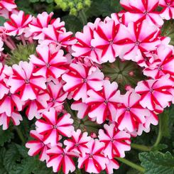 Verbena hybrid