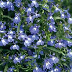 Lobelia erinus