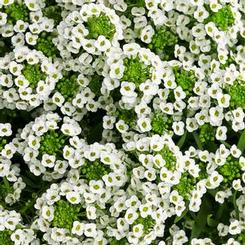 Lobularia hybrid