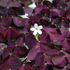 Oxalis regnellii