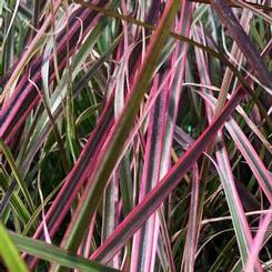 Pennisetum setaceum 'Rubrum'