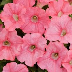 Petunia hybrida