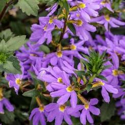 Scaevola hybrid