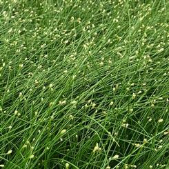 Isolepsis (Scirpus) cernus