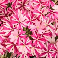 Verbena hybrid