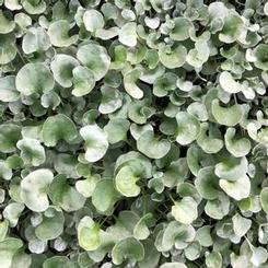 Dichondra hybrid