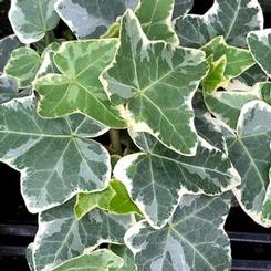 Hedera helix