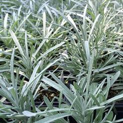 Helichrysum thianschanicum