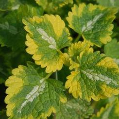 Lamium maculatum