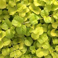 Lysimachia nummularia