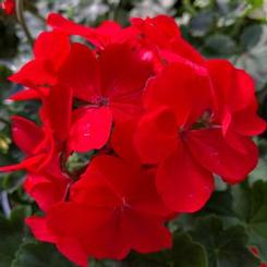 Pelargonium x hortorum