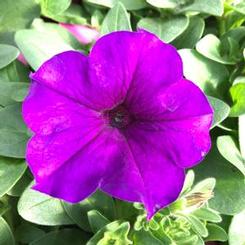 Petunia hybrida