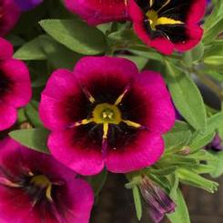 Calibrachoa hybrid