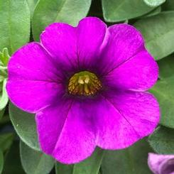 Calibrachoa hybrid